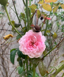 小众送妈妈的花有哪些花