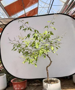 小众送妈妈的花有哪些花