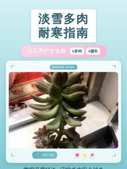 小众送妈妈的花有哪些花