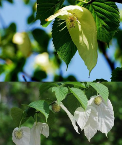 小众送妈妈的花有哪些花