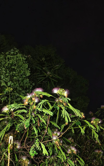 小众送妈妈的花有哪些花