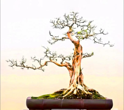 岭南盆景发展的历史