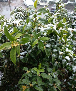 小众送妈妈的花有哪些花