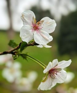 小众送妈妈的花有哪些花