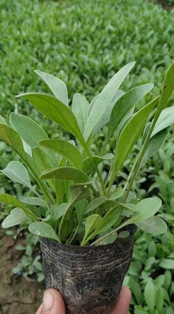 金鸡菊幼苗可以吃吗