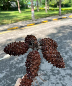 小众送妈妈的花有哪些花