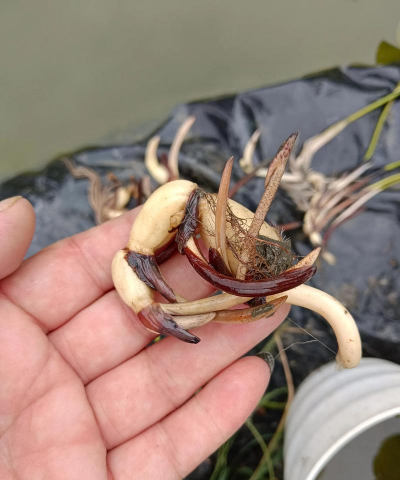 小众送妈妈的花有哪些花