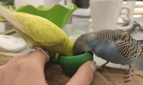 小众送妈妈的花有哪些花