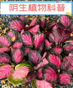 小众送妈妈的花有哪些花