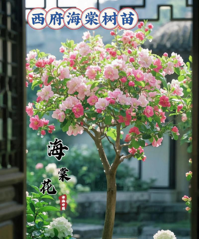 小众送妈妈的花有哪些花