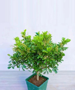 米仔兰的家庭养殖方法