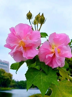 小众送妈妈的花有哪些花