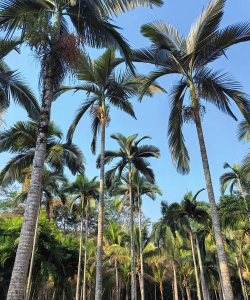 棕榈树适合种在哪里 棕榈树适合种在哪里