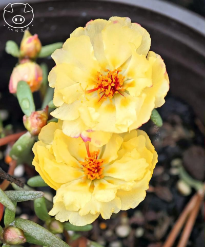 小众送妈妈的花有哪些花