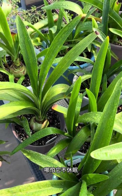 小众送妈妈的花有哪些花