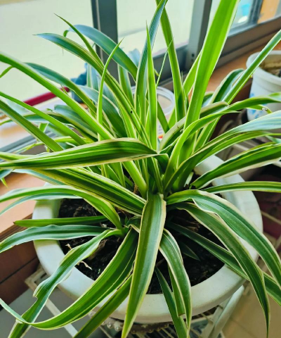 小众送妈妈的花有哪些花