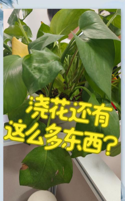 小众送妈妈的花有哪些花