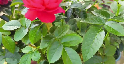 小众送妈妈的花有哪些花