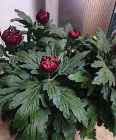 小众送妈妈的花有哪些花