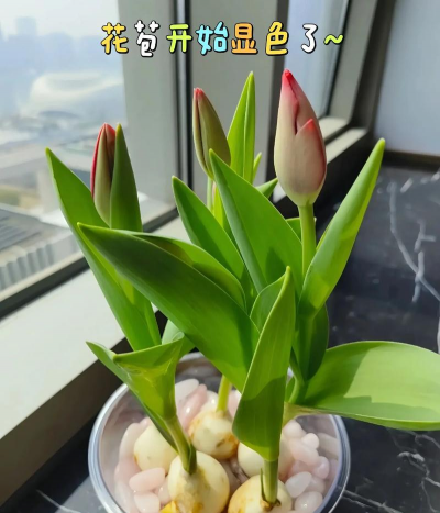 小众送妈妈的花有哪些花