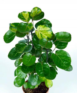 小众送妈妈的花有哪些花