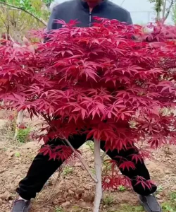 小众送妈妈的花有哪些花