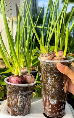 小众送妈妈的花有哪些花