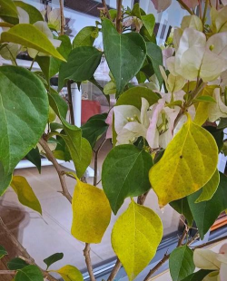 小众送妈妈的花有哪些花