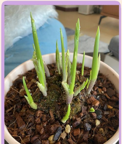 小众送妈妈的花有哪些花