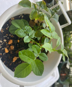 小众送妈妈的花有哪些花