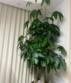 小众送妈妈的花有哪些花