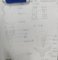 小众送妈妈的花有哪些花