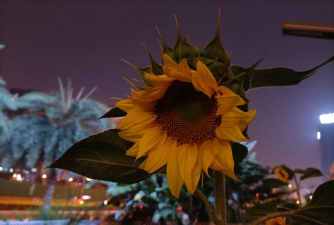 小众送妈妈的花有哪些花