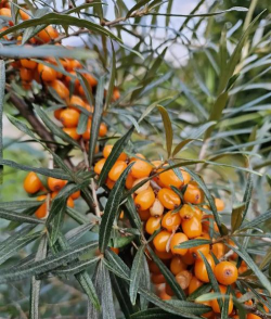 沙棘是什么时期的植物?