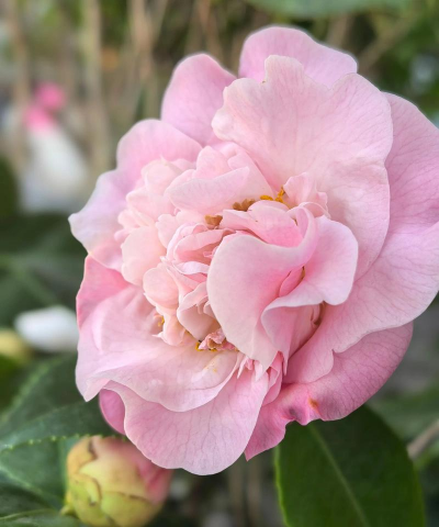 小众送妈妈的花有哪些花