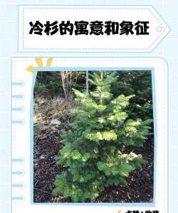 冷杉的寓意和象征