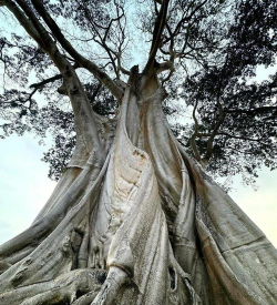 世界最古老树木