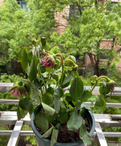 小众送妈妈的花有哪些花