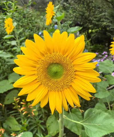 小众送妈妈的花有哪些花