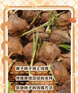 小众送妈妈的花有哪些花