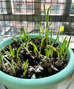 小众送妈妈的花有哪些花