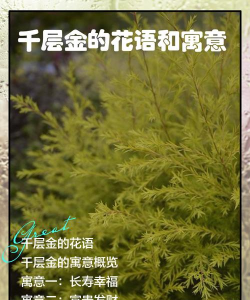 千层金树有什么寓意