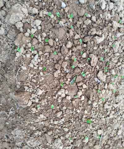 上海青几天发芽出土