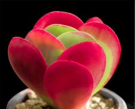 小众送妈妈的花有哪些花