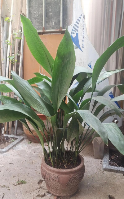 小众送妈妈的花有哪些花