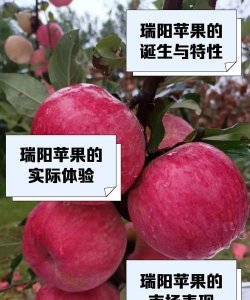 瑞阳苹果品种介绍