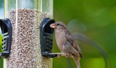 小众送妈妈的花有哪些花