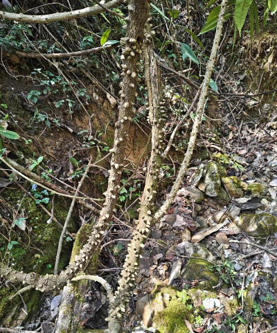 小众送妈妈的花有哪些花