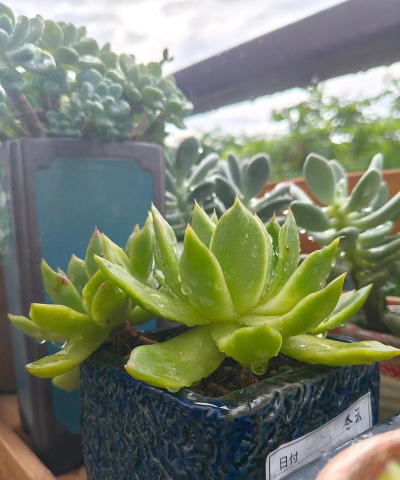 小众送妈妈的花有哪些花