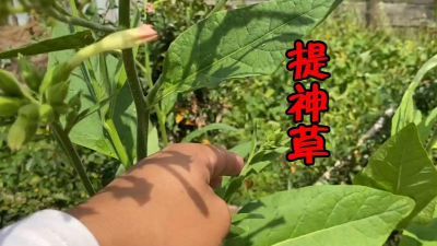 小众送妈妈的花有哪些花